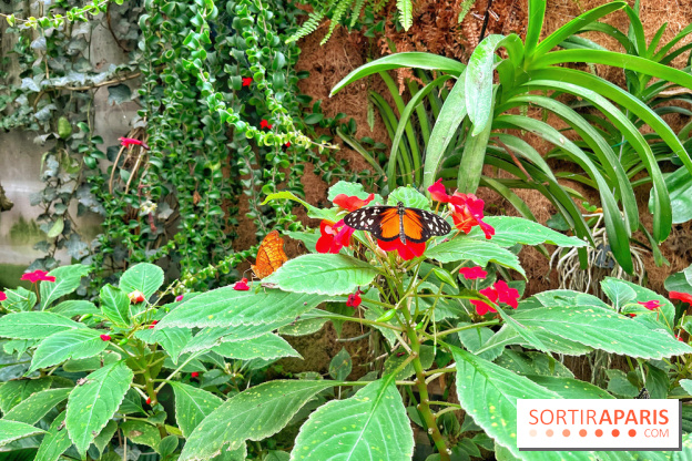 Serre Papillons - La Queue-lez-Yvelines