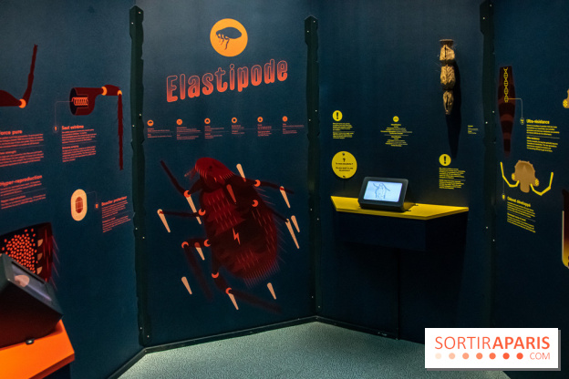 Mini-monstres, nos photos de l'exposition à la galerie de Géologie du Muséum d'Histoire naturelle