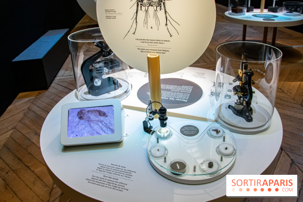 Mini-monstres, nos photos de l'exposition à la galerie de Géologie du Muséum d'Histoire naturelle