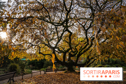 Le Jardin Alpin caché du Jardin des Plantes
