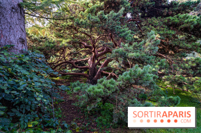 Le Jardin Alpin caché du Jardin des Plantes