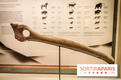 Arts et Préhistoire, l'exposition de peintures rupestres au Musée de l'Homme - nos photos
