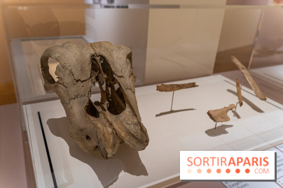 Picasso et la Préhistoire, les photos de l'exposition au Musée de l'Homme