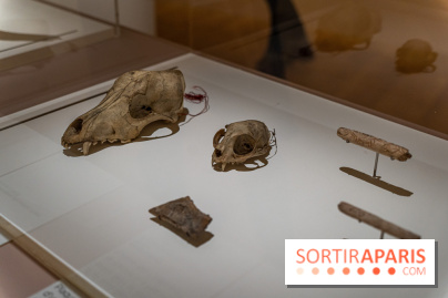 Picasso et la Préhistoire, les photos de l'exposition au Musée de l'Homme