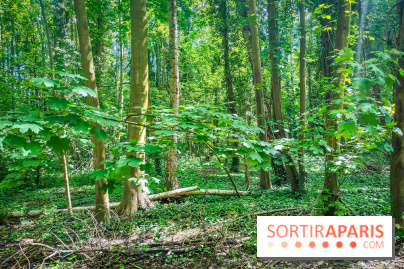 Le Hangar Y à Meudon, nos photos - forêt 