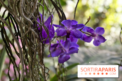Orchidées - jardin des plantes