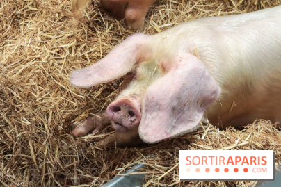 Salon de l'agriculture 2023 - 20230227155646 IMG 3928