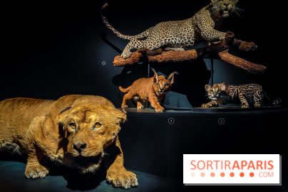 Félins, l'exposition qui nous fait craquer au Muséum national d'Histoire naturelle - photos - IMG20230321100508