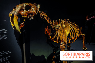 Félins, l'exposition qui nous fait craquer au Muséum national d'Histoire naturelle - photos - IMG20230321100015