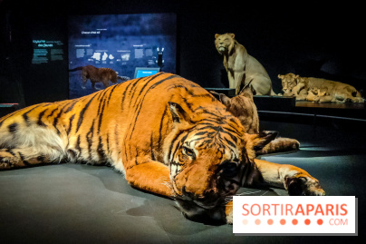Félins, l'exposition qui nous fait craquer au Muséum national d'Histoire naturelle - photos - IMG20230321102113