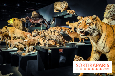 Félins, l'exposition qui nous fait craquer au Muséum national d'Histoire naturelle - photos - IMG20230321100418