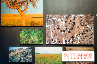 Félins, l'exposition qui nous fait craquer au Muséum national d'Histoire naturelle - photos - IMG20230321100948