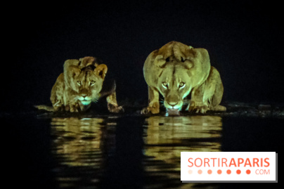 Félins, l'exposition qui nous fait craquer au Muséum national d'Histoire naturelle - photos - IMG20230321095734