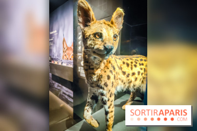 Félins, l'exposition qui nous fait craquer au Muséum national d'Histoire naturelle - photos - IMG20230321100758