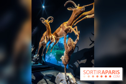 Félins, l'exposition qui nous fait craquer au Muséum national d'Histoire naturelle - photos - IMG20230321100846