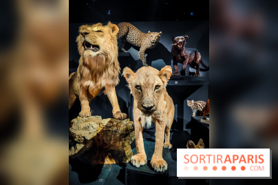 Félins, l'exposition qui nous fait craquer au Muséum national d'Histoire naturelle - photos - IMG20230321102259