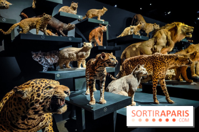 Félins, l'exposition qui nous fait craquer au Muséum national d'Histoire naturelle - photos - IMG20230321102209