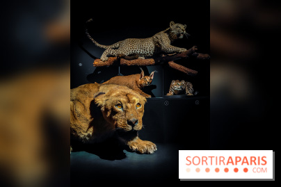 Félins, l'exposition qui nous fait craquer au Muséum national d'Histoire naturelle - photos - IMG20230321100516