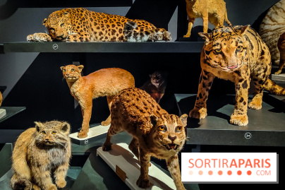 Félins, l'exposition qui nous fait craquer au Muséum national d'Histoire naturelle - photos - IMG20230321102352