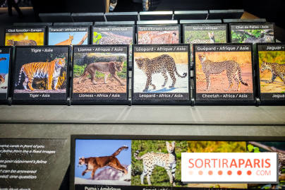 Félins, l'exposition qui nous fait craquer au Muséum national d'Histoire naturelle - photos - IMG20230321100207