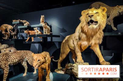 Félins, l'exposition qui nous fait craquer au Muséum national d'Histoire naturelle - photos - IMG20230321102227