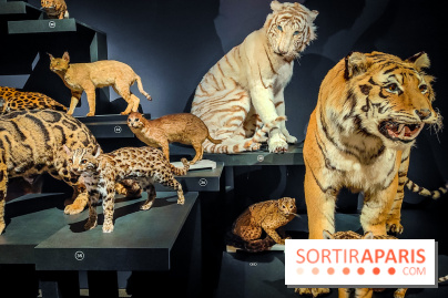 Félins, l'exposition qui nous fait craquer au Muséum national d'Histoire naturelle - photos - IMG20230321102405