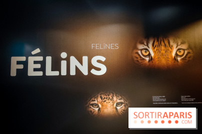 Félins, l'exposition qui nous fait craquer au Muséum national d'Histoire naturelle - photos - IMG20230321095626