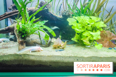 Métamorphoses, l'exposition poétique à découvrir à la Cité des Sciences et de l'Industrie  - IMG20230405144351