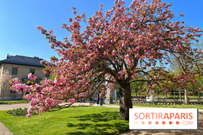 Cerisier - Jardin des Serres d'Auteuil - IMG 1493