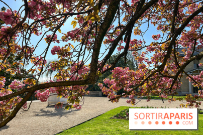 Cerisier - Jardin des Serres d'Auteuil - IMG 1497