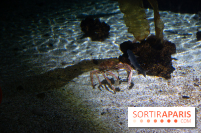 Aquarium Sea Life - IMG 8388