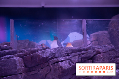 Aquarium Sea Life - IMG 8390