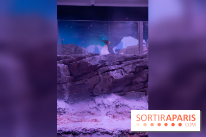 Aquarium Sea Life