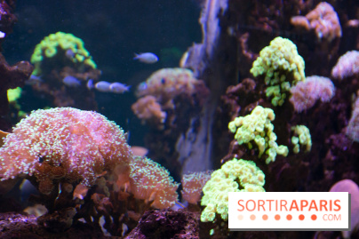 Aquarium Sea Life