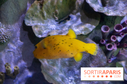 Aquarium Sea Life