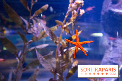 Aquarium Sea Life