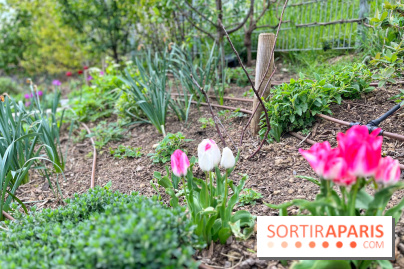 Balade sur la Petite Ceinture du 19e - IMG 1974