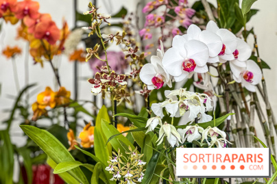 Esprit Jardin à Versailles - Marché aux plantes et animations  - IMG 6124 jpg