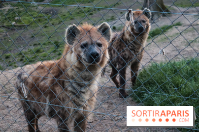 Zoo de Thoiry 2023 - 6FE478AB 6B81 4D2D 8EB9 95BC479EB6BE