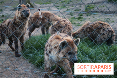 Zoo de Thoiry 2023 - 74689CAD 86F1 4FE7 99DD 1BB234E705C9