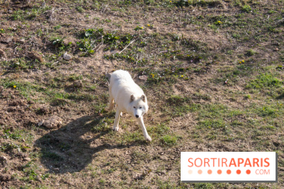 Zoo de Thoiry 2023 - 19DB37D2 8A7D 4858 B58C 87ECB4D8BFE3