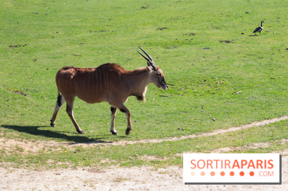 Zoo de Thoiry 2023 - Antilope