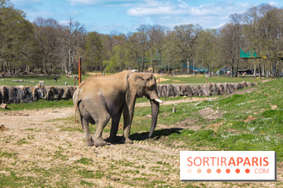 Zoo de Thoiry 2023 -Eléphant