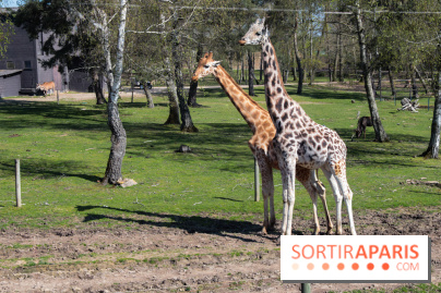 Zoo de Thoiry 2023 - Girafes