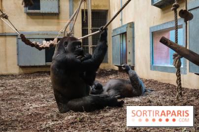 Zoo de Thoiry 2023 - Gorille