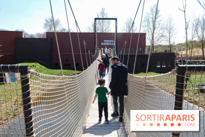 Zoo de Thoiry 2023 - Terre des gorilles