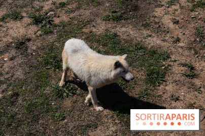 Zoo de Thoiry 2023 - Loup arctique