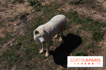 Zoo de Thoiry 2023 - Loup arctique