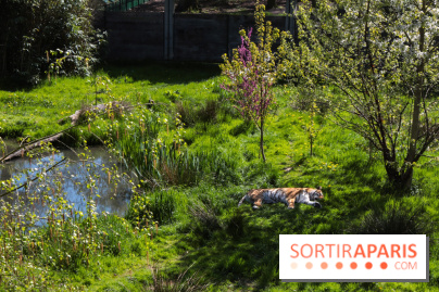 Zoo de Thoiry 2023 - Tigre