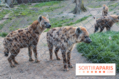 Les tanières du zoo de Thoiry 2023 - 440E9292 FFB5 49B9 A476 CEF173982527